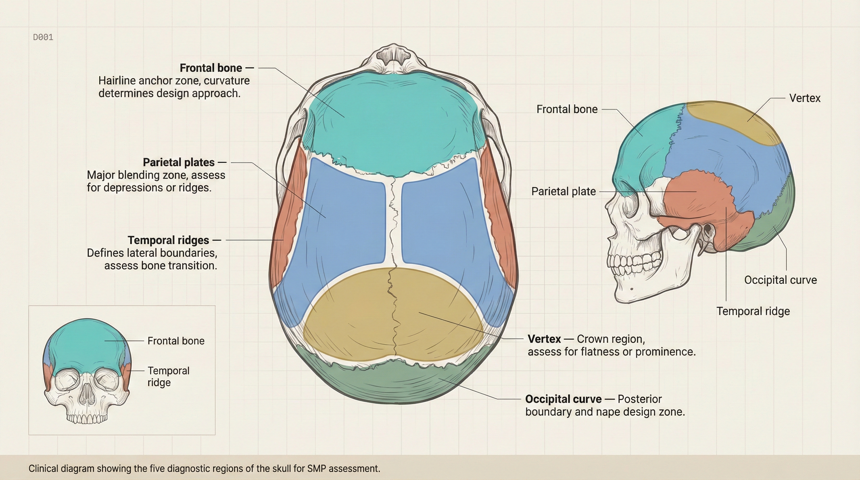 Skull Morphology Overview — The Eight Cranial Regions